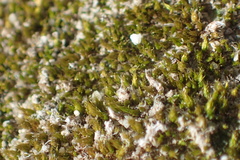 Gemmabryum