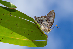 Polyura gamma