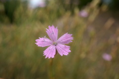 Dianthus humilis