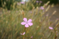 Dianthus humilis