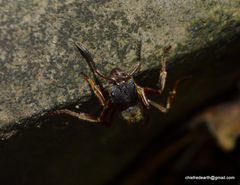 Ponerinae