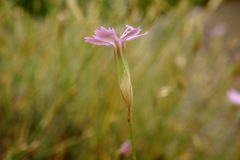 Dianthus humilis