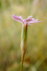 Dianthus humilis