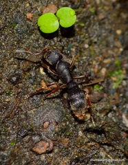 Ponerinae