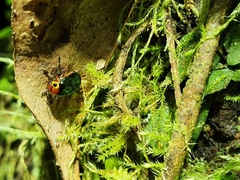 Morphosphaera bimaculata