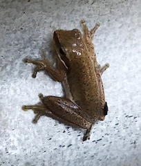 Litoria fallax