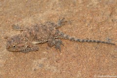 Agama aculeata distanti