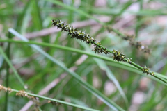 Carex declinata