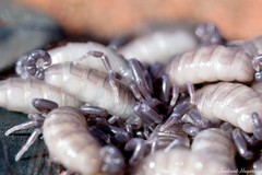 Hadogenes troglodytes