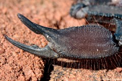 Hadogenes troglodytes