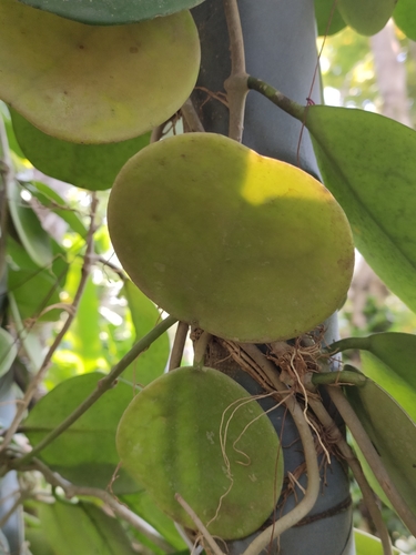 Hoya obovata Decne.