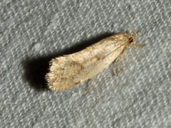 Syncometes vilis