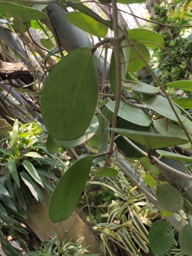 Hoya obovata Decne. 2