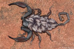 Hadogenes troglodytes