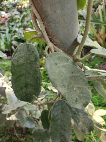 Hoya villosa