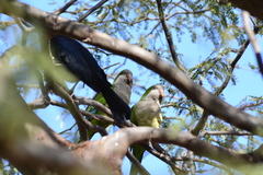 Myiopsitta monachus