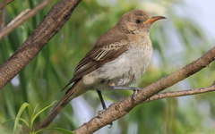 Certhionyx variegatus