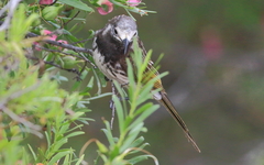 Purnella albifrons