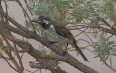 Purnella albifrons