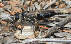 Sphex corporosus