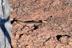 Trachylepis laevigata