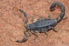 Uroplectes