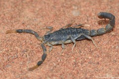 Uroplectes
