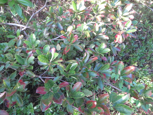 Mueller's damson (Terminalia muelleri)