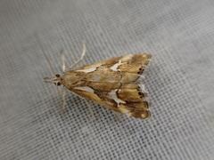 Glaucocharis interrupta