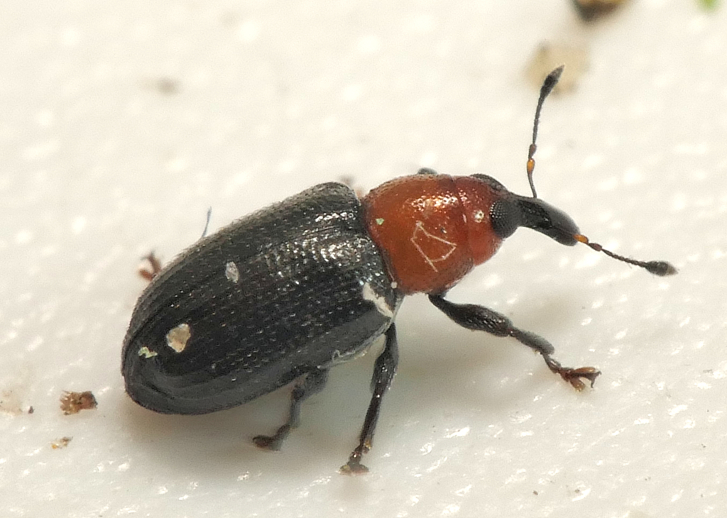 Thaumastophasis bicolor