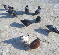 Columba livia domestica