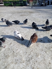 Columba livia domestica