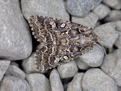 Ichneutica lithias