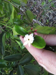 Jasminum dichotomum