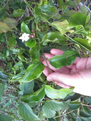 Jasminum dichotomum