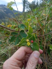 Capsicum rhomboideum