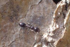 Monomorium ergatogyna