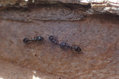 Monomorium ergatogyna