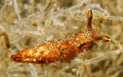 Polycera fujitai