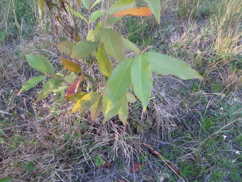 Syzygium cumini