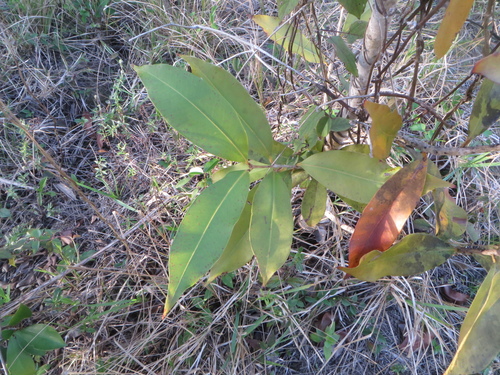 Syzygium cumini
