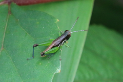 Methiolopsis geniculata