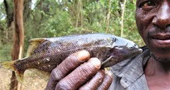 Marcusenius macrolepidotus