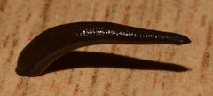 Hirudinidae