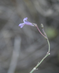 Lobelia linearis