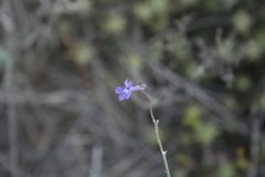 Lobelia linearis