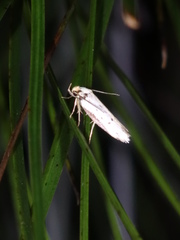 Philobota thiocrossa