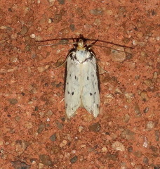 Philobota thiocrossa