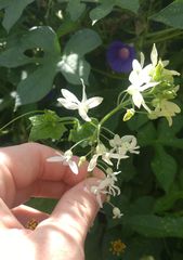 Echinopepon pringlei