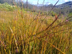 Restio communis